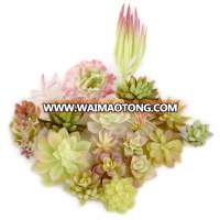 DIY White red green Flocking Artificial succulent plant